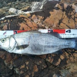 地磯でヒラスズキ