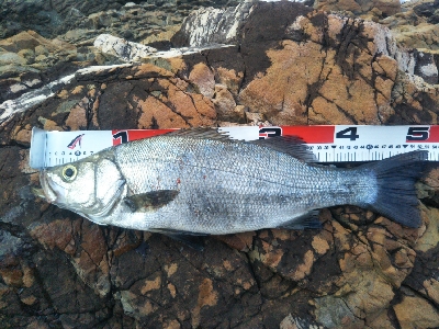 地磯でヒラスズキ