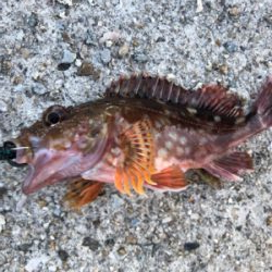 またまたガシラのみ