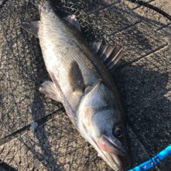 飲み会からの徹夜で3本