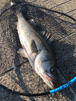 飲み会からの徹夜で3本