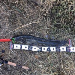 サイトフィッシング  ナマズゲーム