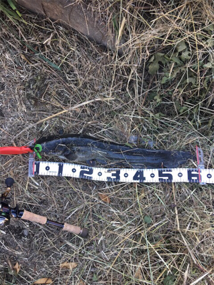 サイトフィッシング  ナマズゲーム