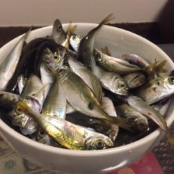 大シケの時の救いの神=豆アジが大量でした