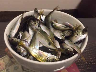 大シケの時の救いの神=豆アジが大量でした