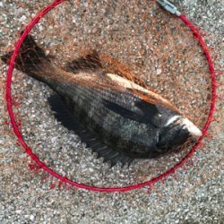 やっぱり釣りは楽しい！