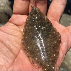 チョイ投げキス釣り