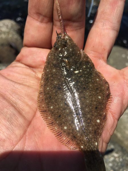 チョイ投げキス釣り