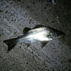 楽しいライトゲームと美味しいキス天