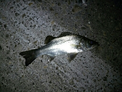 楽しいライトゲームと美味しいキス天