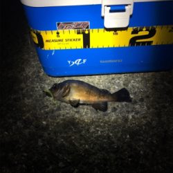 小サバ狙いが！