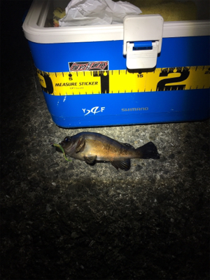 小サバ狙いが！