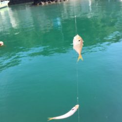 アジからキスのリレー釣行