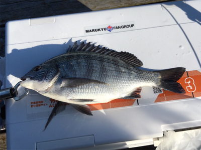 夕方まで粘ってやっと