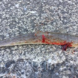 ビックバッカー、みんなエソばっかー!