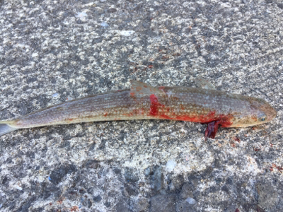 ビックバッカー、みんなエソばっかー!