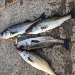 カタクチの群れシーバスのボイル！