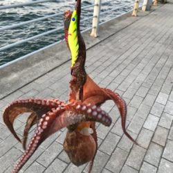 2週連続キロアップ