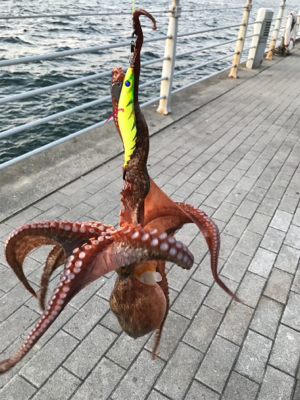 2週連続キロアップ