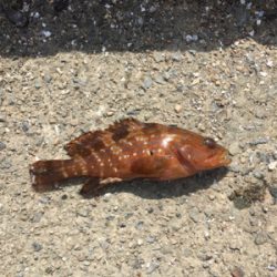 親父たちの釣行 舞鶴第3弾‼️