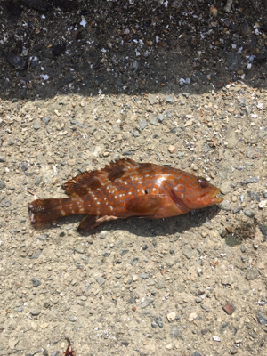 親父たちの釣行 舞鶴第3弾‼️