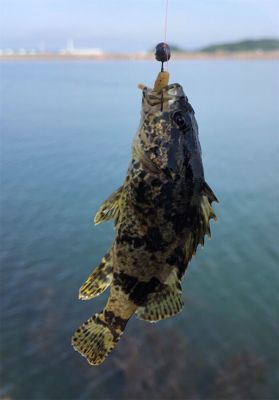 チビタケノコ釣り