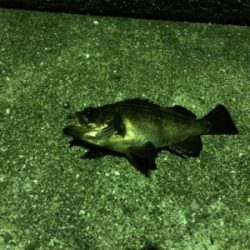 初メバルでいっ!