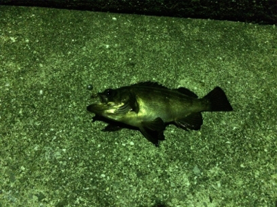 初メバルでいっ！