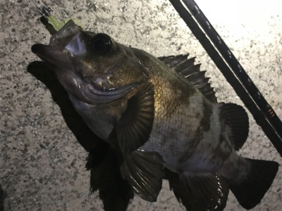 メバル渋い…