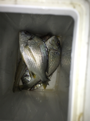 夜釣りは涼しいし、楽しい。