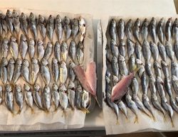 サビキで豆アジ