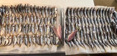 サビキで豆アジ