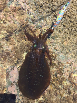 今年初エギング〜