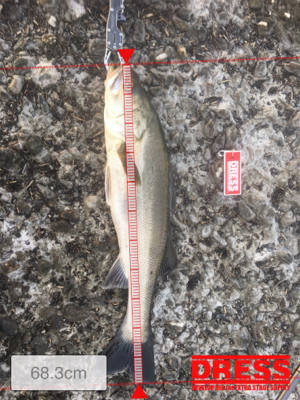 初シーバス！！