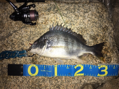 淀川ブリームゲーム マチヌの回遊