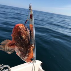 マイボート ジギング、イカメタル釣行