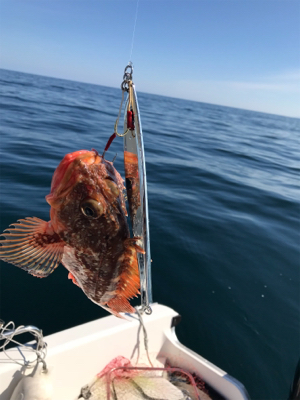 マイボート ジギング、イカメタル釣行