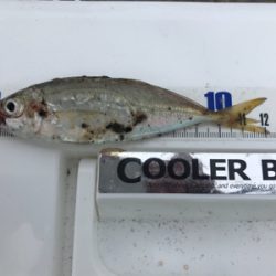 豆アジサビキ釣り