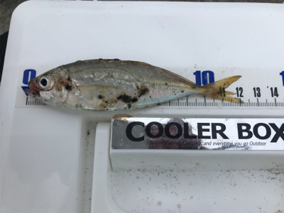 豆アジサビキ釣り