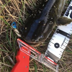 今日も仕事帰りに少しナマズゲーム