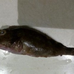 三重県四日市、朝三時間の釣行