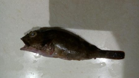 三重県四日市、朝三時間の釣行