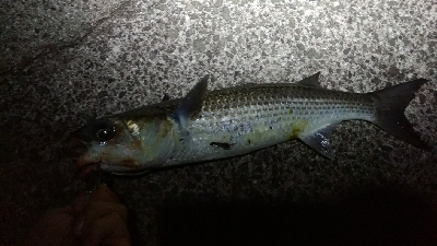 風強し、ボラばかり。