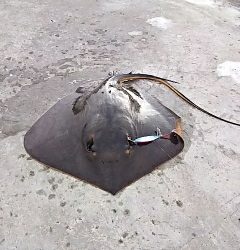 ジグでアカエイ14,15