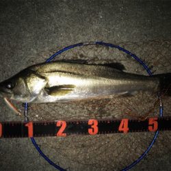 久しぶりの60アップ