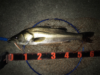 久しぶりの60アップ