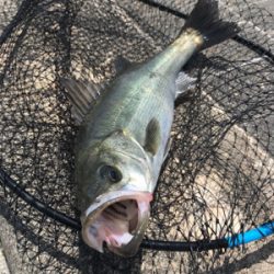 下げまで粘ってやっと1本