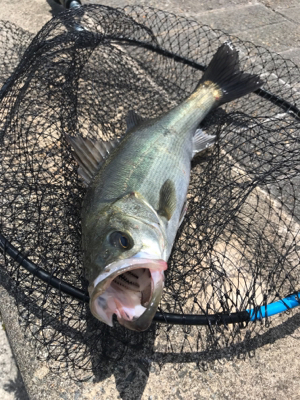 下げまで粘ってやっと1本