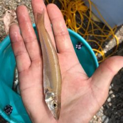 里帰りついでにアオリ&キス