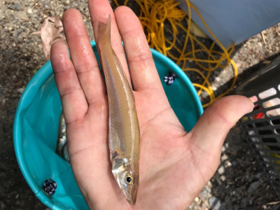 里帰りついでにアオリ&キス